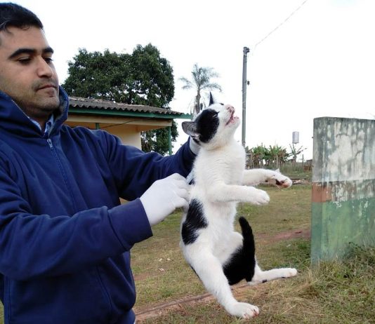 Visa de Itaquiraí vacina 2.753 cães e gatos em campanhas antirrábica na zona rural