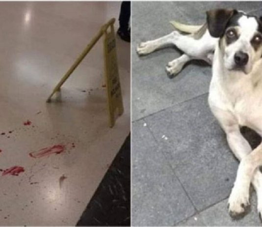 Morte de cachorro do Carrefour é prova de violência doentia no País, diz psicólogo de MS