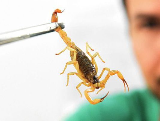Saúde alerta para picadas de escorpião, mais comuns no verão