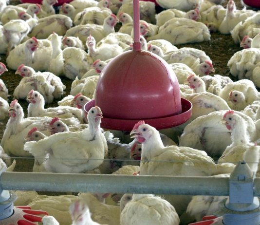 Anvisa proíbe venda de lotes de frango produzidos em Dourados pela Perdigão