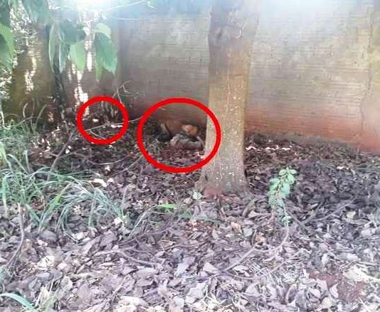 Corpo sem cabeça é encontrado em estado de decomposição, em Dourados