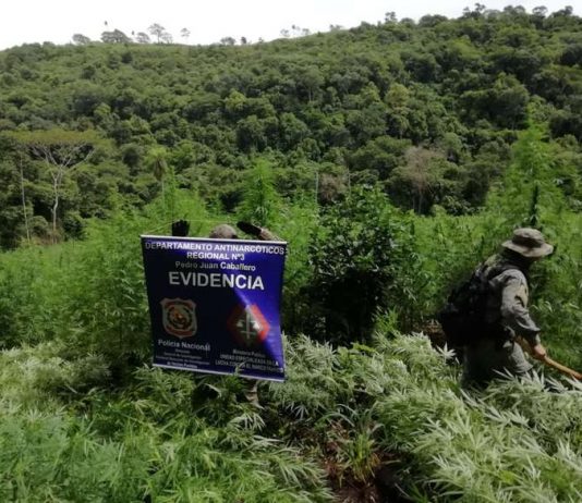 Polícia paraguaia destrói 3ha de plantação de maconha na fronteira com o Brasil