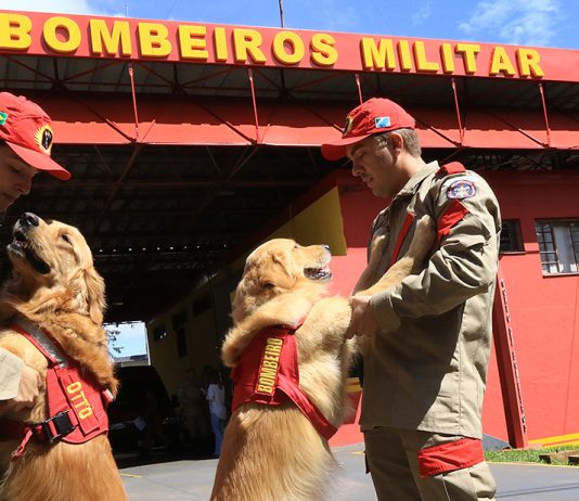 Cães doam carinho e amor como brincadeira e projeto dos Bombeiros/MS já tem fila de espera