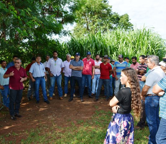 Em ‘Café com o produtor’ Prefeitura de Itaquiraí apresenta o sucesso dos capins capiaçu e kurumi