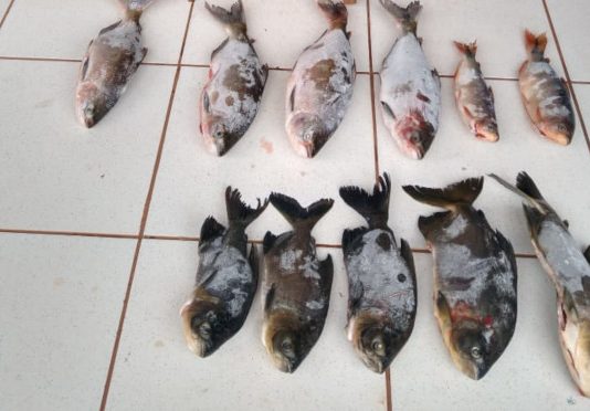 Polícia Militar Ambiental do MS prende e autua mineiro em R$ 21 mil por transportar pescado proibido