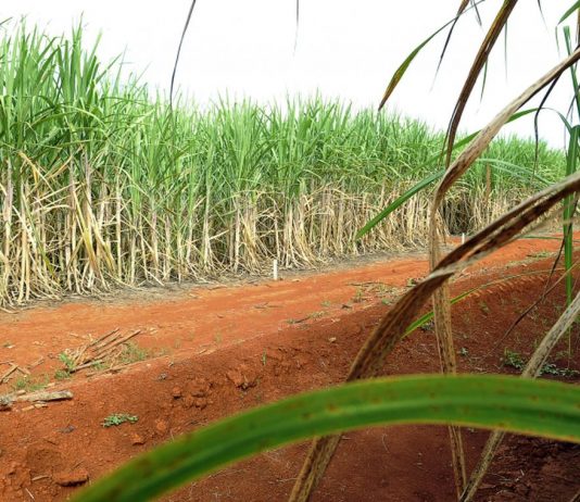 Brasil e China chegam a acordo sobre contencioso do açúcar