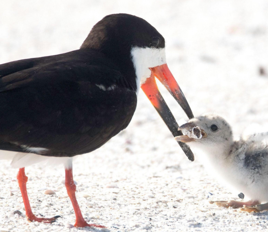 Bituca de cigarro vira alimento para aves marinhas. Alerta de impacto!