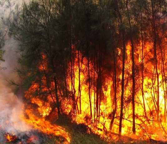 Países usam incêndios para tentar prejudicar o Brasil, diz Bolsonaro