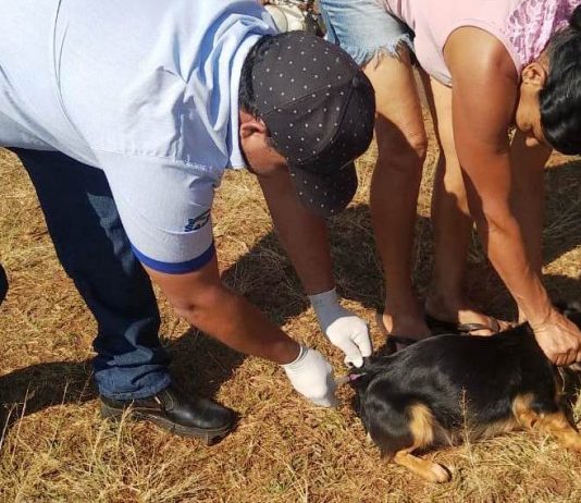 Campanha antirrábica iniciada ontem em Itaquiraí, prossegue hoje no Santo Antônio, grupo “G.A.”