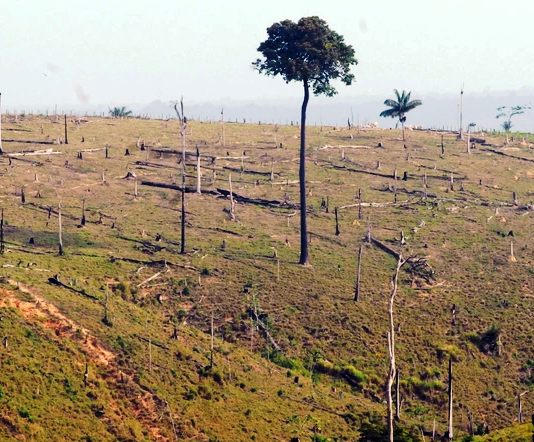 Clima impacta o agronegócio e muda dinâmicas do setor; problema será discutido seminário, dia 30
