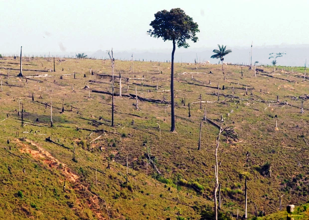 desmatamento-amazonia