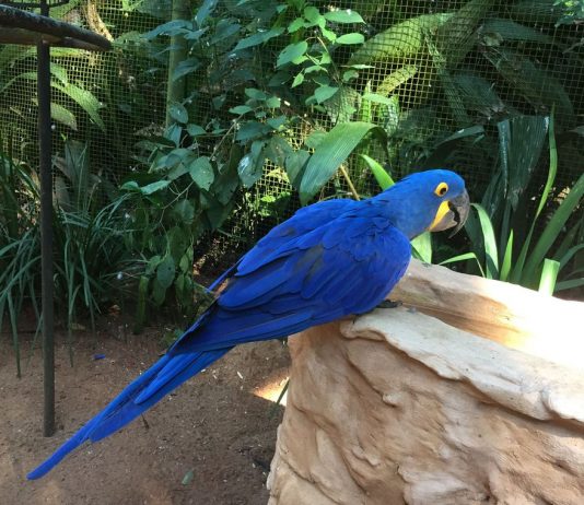 População de animais em florestas cai pela metade desde 1970