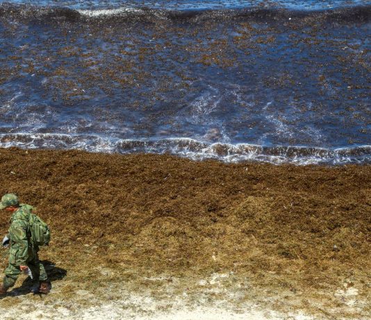 GRAVÍSSIMO CRIME AMBIENTAL: Óleo continua se espalhando e atinge novas praias de Pernambuco