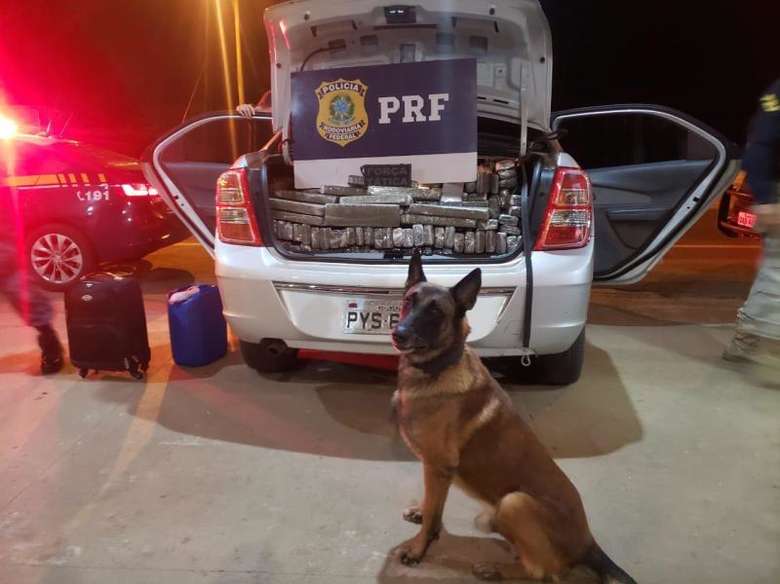 cão farejador