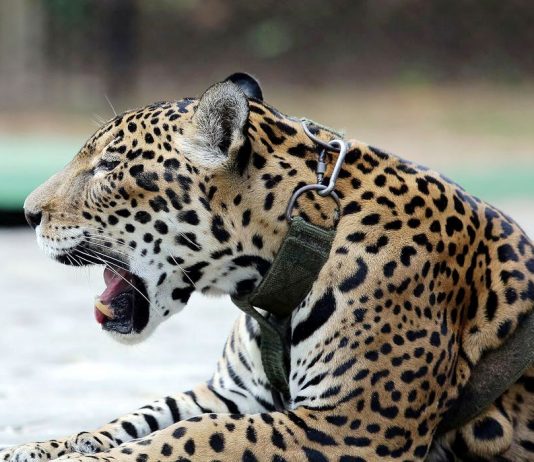 MEIO AMBIENTE: Relatório mostra falhas no combate ao tráfico de animais silvestres