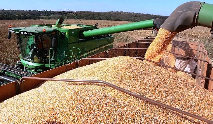 00 Colheita-de-Milho-Em-Pedro-Gomes-768x425-730x425