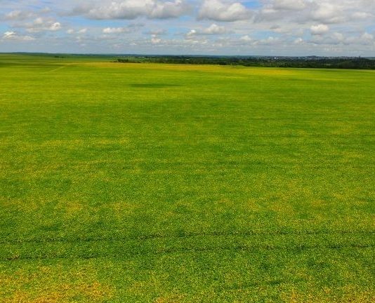 AGRICULTURA: produtores de soja têm até 31 de dezembro para cadastrar área de plantio