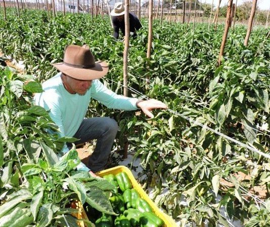 Agricultura familiar garante 70% da mesa do brasileiro, mas está longe do agro 4.0