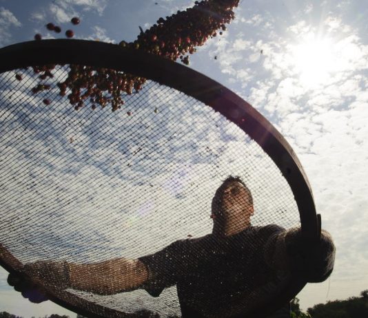 AGRICULTURA: Brasil terá segunda maior safra de café em 2020, avalia a CONAB