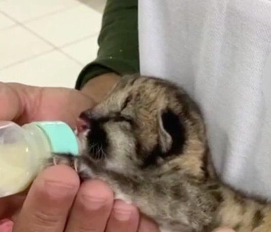 FAUNA: filhote de onça parda de 2 meses é resgatado de canavial em Loanda (PR) e encaminhado para recuperação em Itaquiraí (MS)