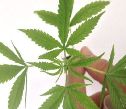 Nova Jersey e Arizona aprovam legalização de maconha para recreação