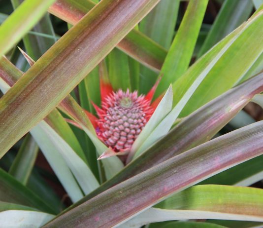 Naviraí realiza o 1º Circuito de Palestras Sobre a Fruticultura