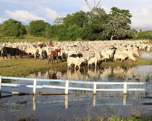 Rumo ao Carbono Neutro: MS já é primeiro do País em integração lavoura, pecuária e floresta