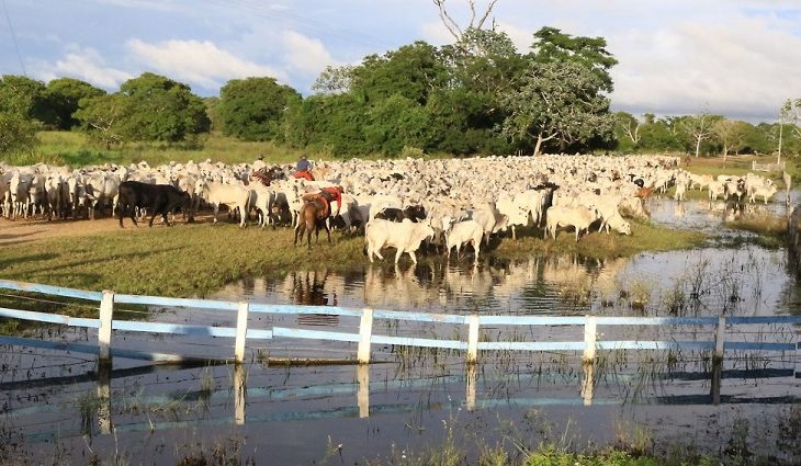 Gado-no-Panatanal-Foto-Edemir-Rodrigues-768x425-730x425
