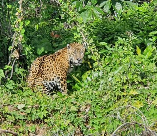 AQUIDAUANA: Onça-pintada é flagrada ‘descansando’ às margens de rio no Pantanal
