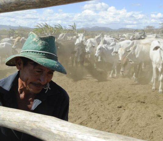 Vacinação contra aftosa será suspensa em seis estados e no DF