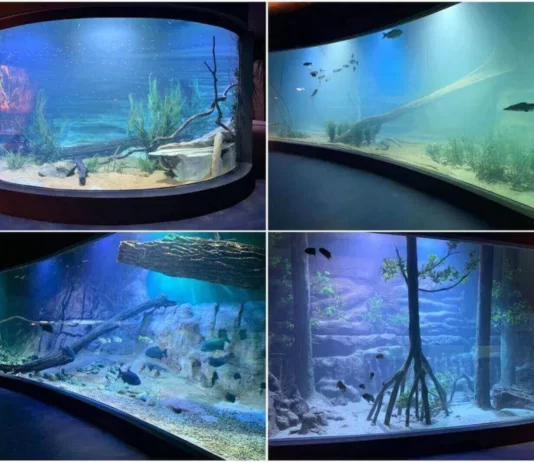 Bioparque Pantanal começa a receber visitantes agendados pelo site a partir desta segunda-feira