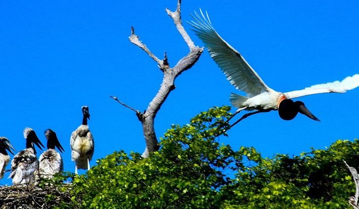 Imagem-do-Dia-Tuiuiu-Pantanal-Foto-Edemir-Rodrigues-3-730x480-730x425