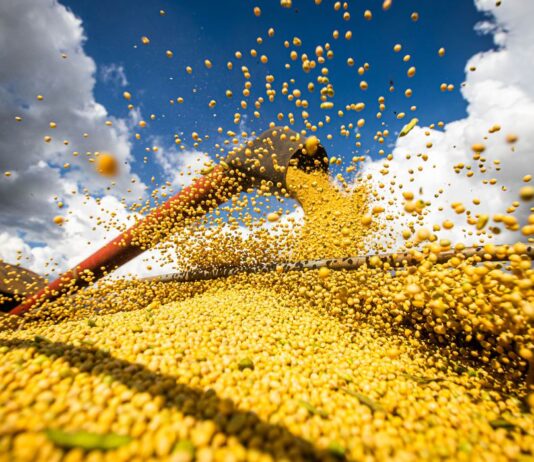 Mato Grosso do Sul teve a maior queda de produção de grãos do país