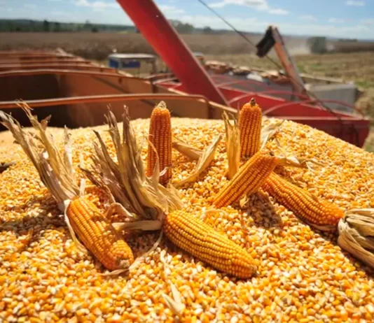 Clima vai continuar influenciando preço do milho na semana que vem