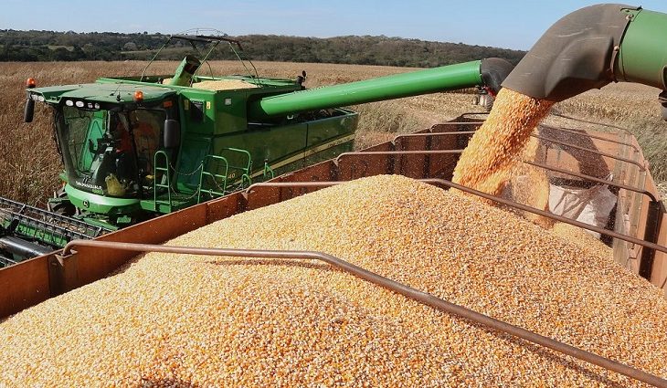 colheita-de-milho-em-pedro-gomes-768x425-730x425