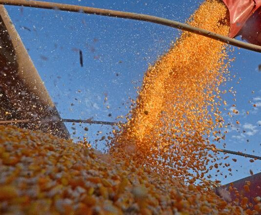 Dourados inicia a quarta com preços estáveis no agro após oscilação nos grãos