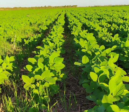 Soja: Embrapa propõe inserir manejo do solo em avaliação de risco climático