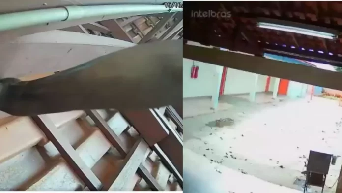 escola Nha Nha