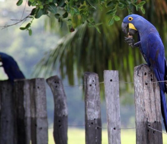 Investimentos do Estado em logística fortalece e cria novos produtos turísticos no Pantanal