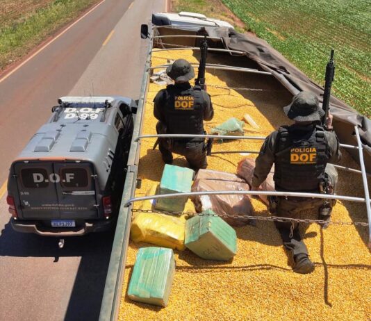 DOF apreende mais de 4,3 toneladas de maconha em meio a carga de milho