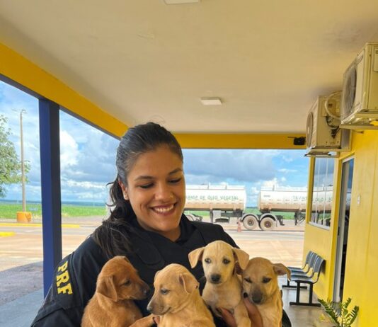 PRF resgata cachorrinhos que estavam abandonados na BR-163, zona urbana de Sorriso/MT