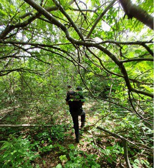 PF erradica 360 mil pés de maconha em desdobramento da Operação Aranha Vermelha