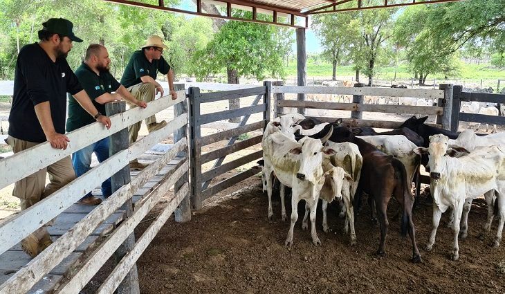 Gado-recuperado-pela-Iagro-e-Senacsa-Foto-Marcos-Leonardo-Iagro-730x425