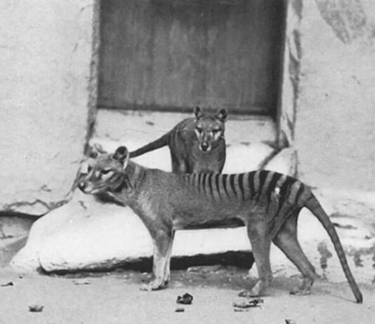 Encontrados os restos mortais do último tigre-da-tasmânia
