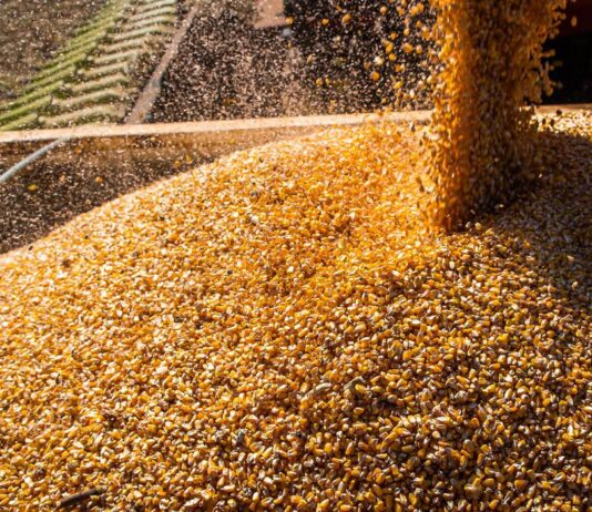 Valor da Produção Agropecuária fecha 2022 em R$ 1,189 trilhão