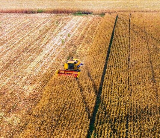 BOLETIM AGROPECUÁRIO: safrinha de milho deve crescer 5,4% em Mato Grosso do Sul