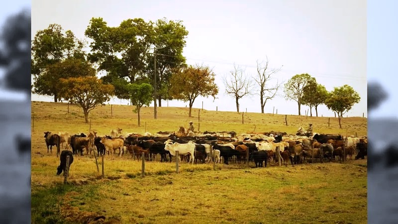 vaca loca