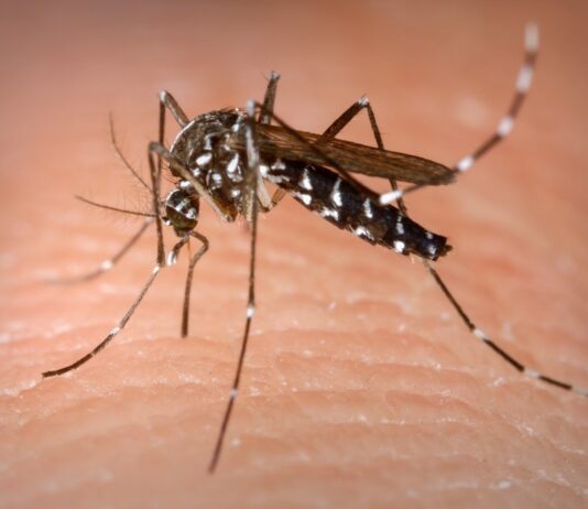 Dengue aumenta 678,24% em Mato Grosso do Sul em comparação a igual período de 2022