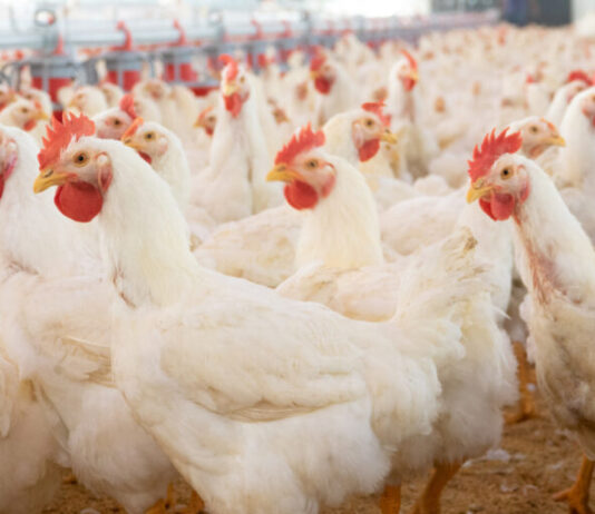 AVICULTURA: Ministério da Agricultura suspende feiras com aves para evitar gripe aviária