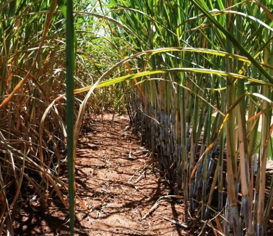 Com apoio do Governo, setor sucroenergético de MS tem a 4ª maior produção de cana do Brasil